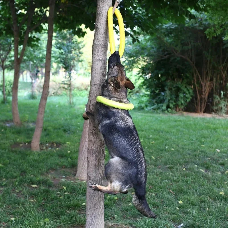 Floating Dog Training Ring ⭐